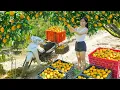 Lagu Harvest A Lot of Tangerines Goes To Countryside Market Sell - Nhat's Peaceful Daily Life
