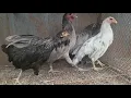 Download Lagu Sumatra Rooster n hen