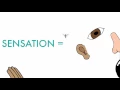 Sensation Perception Top Down vs Bottom Up Processing