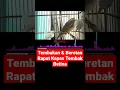 Lagu Kapas Tembak Speed Rapat #shorts #kapastembak #masterankapastembak #masteranmurai #bird #burung