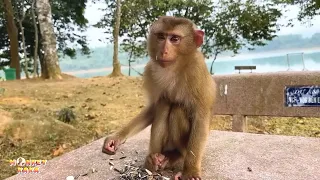 Even with his dad by his side, Monkey Kaka still looked dazed and sad.