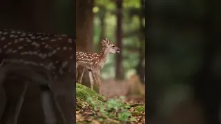 صوت الغزال هل قد سمعته قبل اكسبلور 