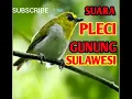 Download Lagu Suara pleci gunung sulawesi