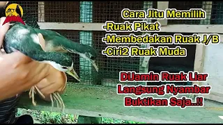 Download Cara Memilih Ruak Pikat yang tepat dijamin Ant!  ZONKK.!! MP3