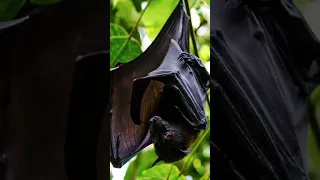 ليه الخفافيش بتنام بالمقلوب 