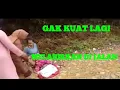 Download Lagu PUSKESMAS JAUH IBU MUDA MELAHIRKAN DITEPI JALAN