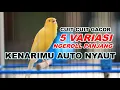 Download Lagu PANCINGAN BURUNG KENARI MALAS BUNYI