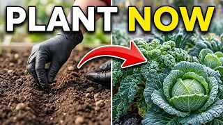 10 Vegetables You Can Plant in Late October for a Fresh Winter Harvest