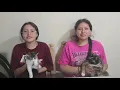 Download Lagu They wanted to throw her away and we rescued her 🐈 the cats we brought from the United States🇺🇸to 🇲🇽