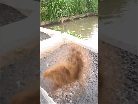 NUÔI CÁ MẬT ĐỘ CAO