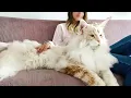 The BIGGEST CAT BREEDS In The World
