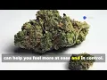 Zkittlez Strain