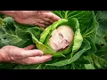 Download Lagu Glavica kupusa 🥬 {Smesni Momenti sa Strima}.🤣🤣