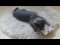 Cat Cuddle GIF