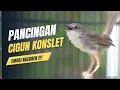 Download Lagu PANCINGAN CIBLEK GUNUNG GACOR NGEBREN