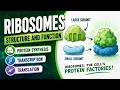 What are Ribosomes Ribosome Function and Structure