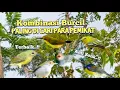 Download Lagu Suara Pikat Kombinasi Burcil Terbaik Paling Di Cari