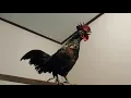 Download Lagu macam-macam suara ayam ketawa unik||yang macam variasi.