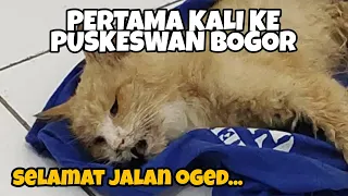 Download PENGALAMAN BAWA KUCING KE PUSKESWAN BOGOR | MURAH BANGET!! MP3