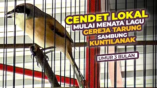 cendet trotol mulai menata lagu isian gereja tarung sambung kuntilanak