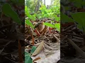 Download Lagu Get up close and personal with chicks in the wild #chick #chicken #nature
