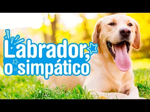 Download MP3 Labrador - Descubra tudo sobre a raça