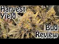 Blue Dream Harvest yield and Bud review