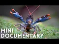 The Crayfish that Outlived the Dinosaurs