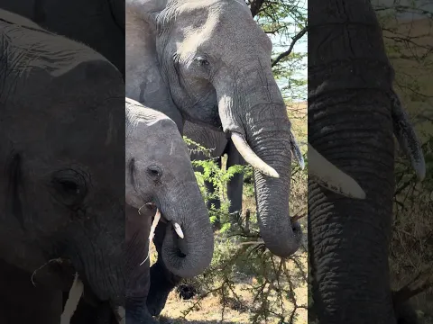 Elephants feeding on a bush