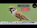 Lagu Suara burung gereja tarung || Cocok untuk masteran murai batu dengan jeda 1-2 menit