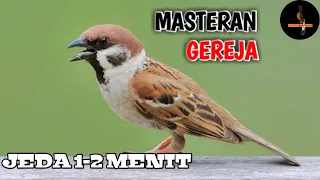 Download Suara burung gereja tarung || Cocok untuk masteran murai batu dengan jeda 1-2 menit MP3