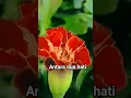 Download Lagu antara dua hati@ahmad jais