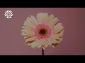 Siya Ntuli - Ama Out ft. Xowla, Big Zulu