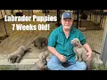 Silver And Chocolate Labrador Puppies Week 7