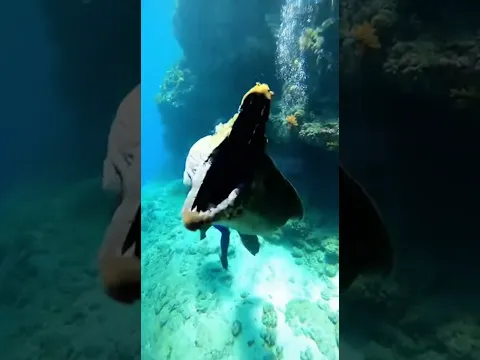 This EEL Nearly Killed Me Underwater 💀  #underwater  #finshing  #scuadiving #ocean  #underthesea