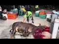 Download Lagu Sembelih lembu