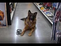We Got Attacked By A German Shephard In Tractor Supply