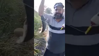 دام صيدك يا شيخ عاصم ماشاء ملك النيل 