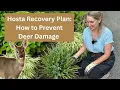 6 Simple Options to Keep Deer from EATING Your Hostas