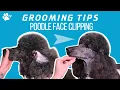 How to clip a standard poodle s face Grooming Tips - TRANSGROOM