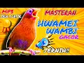 Download Lagu 🔴Masteran Suara Hwamei Wambi Gacor Jernih |Terapi Bunyi Ampuh! |Ada Jeda 5 Detik#suarahwameiwambiMP3