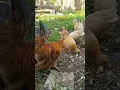 Download Lagu Tajam suara kokok ayam kate