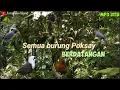 Download Lagu Semua burung Poksay berdatangan bikin panik sobat...😳🙄😅 Mp3 terjitu,..!!!