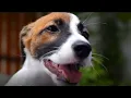 Leeway Ace Pet Animal