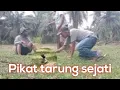 Download Lagu Ini Baru Pikat Tarung Sejati || Main Tali Panjang Tali Pendek Tanpa racik Pakai Racik Tetap Oke..