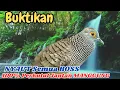 Download Lagu Perkutut Lokal Gacor Panjang Alami Bikin Burung Cepat Bunyi