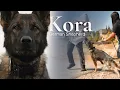 Kora - Trained Female German Shepherd Protection Dog Israel Protection K9