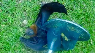 Rescuing Wizard a juvenile flying-fox hanging in a tree
