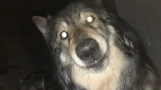 if jealousy had a face 