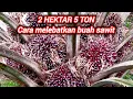 Download Lagu Cara melebatkan buah kelapa sawit agar hemat biaya sawit subur tandan besar dan berat di timbangan 